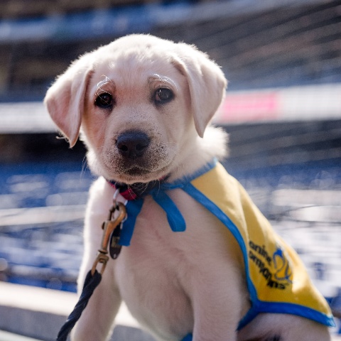 Natty, the team dog